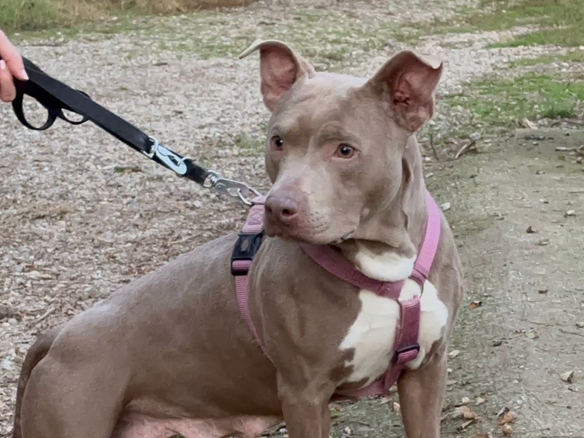 Adotta il cane Hindi a Milano