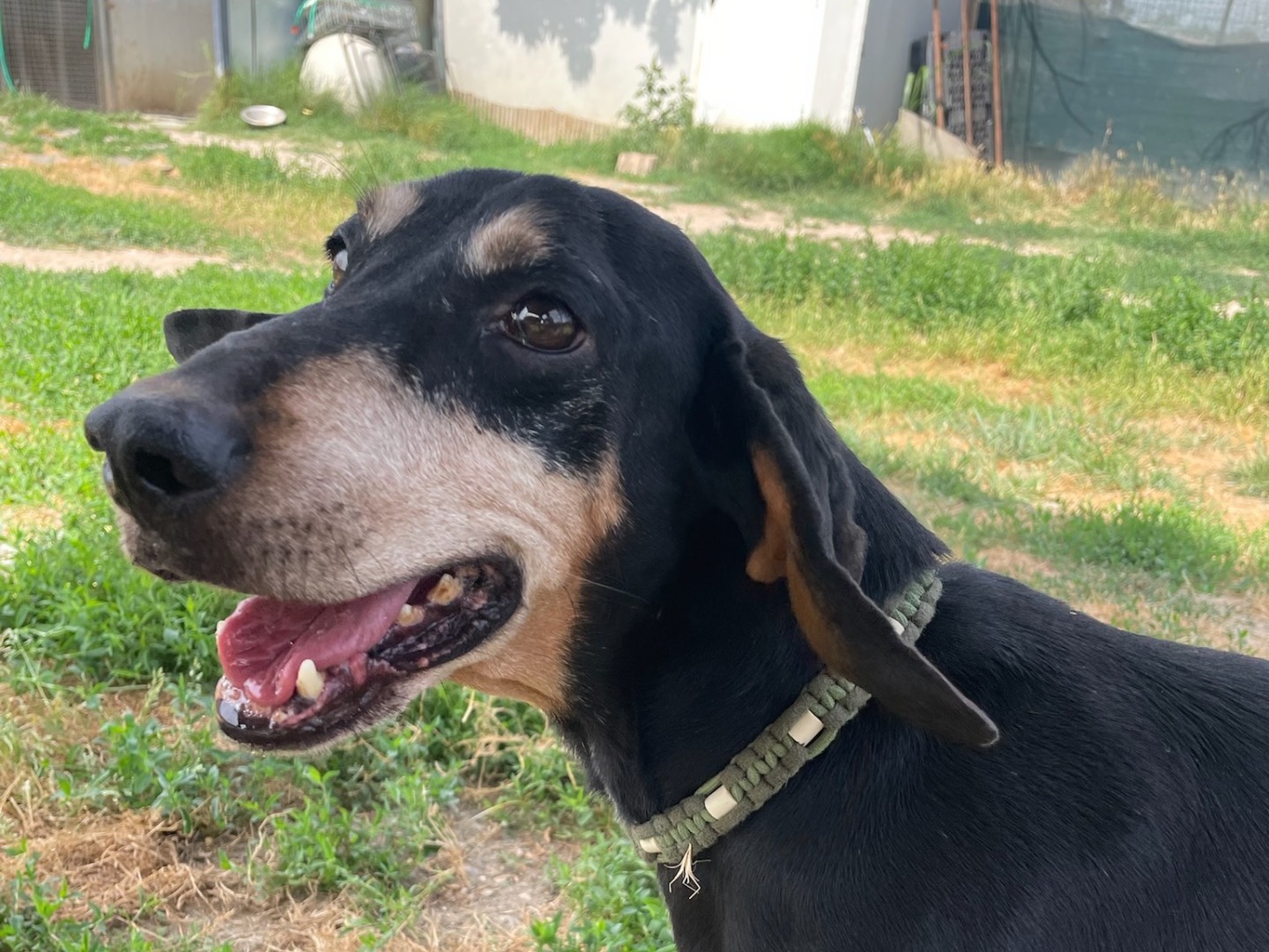Adotta il cane Filippo  a Milano