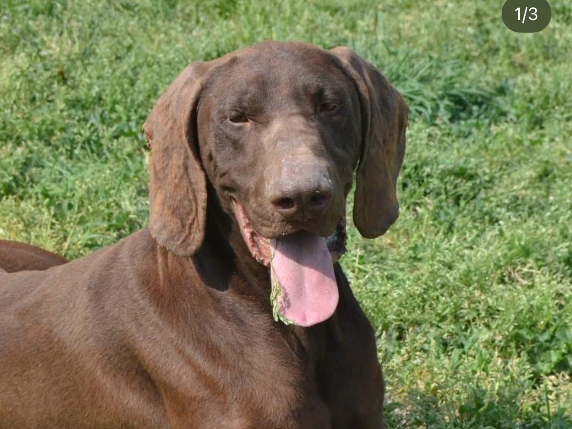 Adozione cane, maschio, Bracco Razza sconosciuta, 4 anni e 11 mesi, taglia grande, Milano