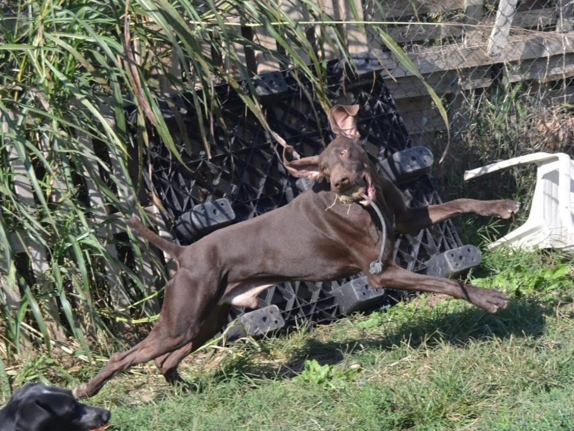 Adotta un cane, maschio, 4 anni e 11 mesi, Milano