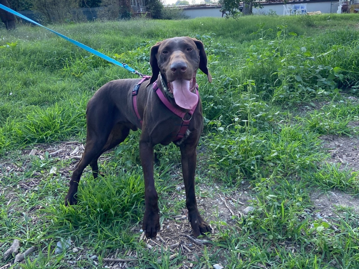 Adotta il cane Brownie  a Milano