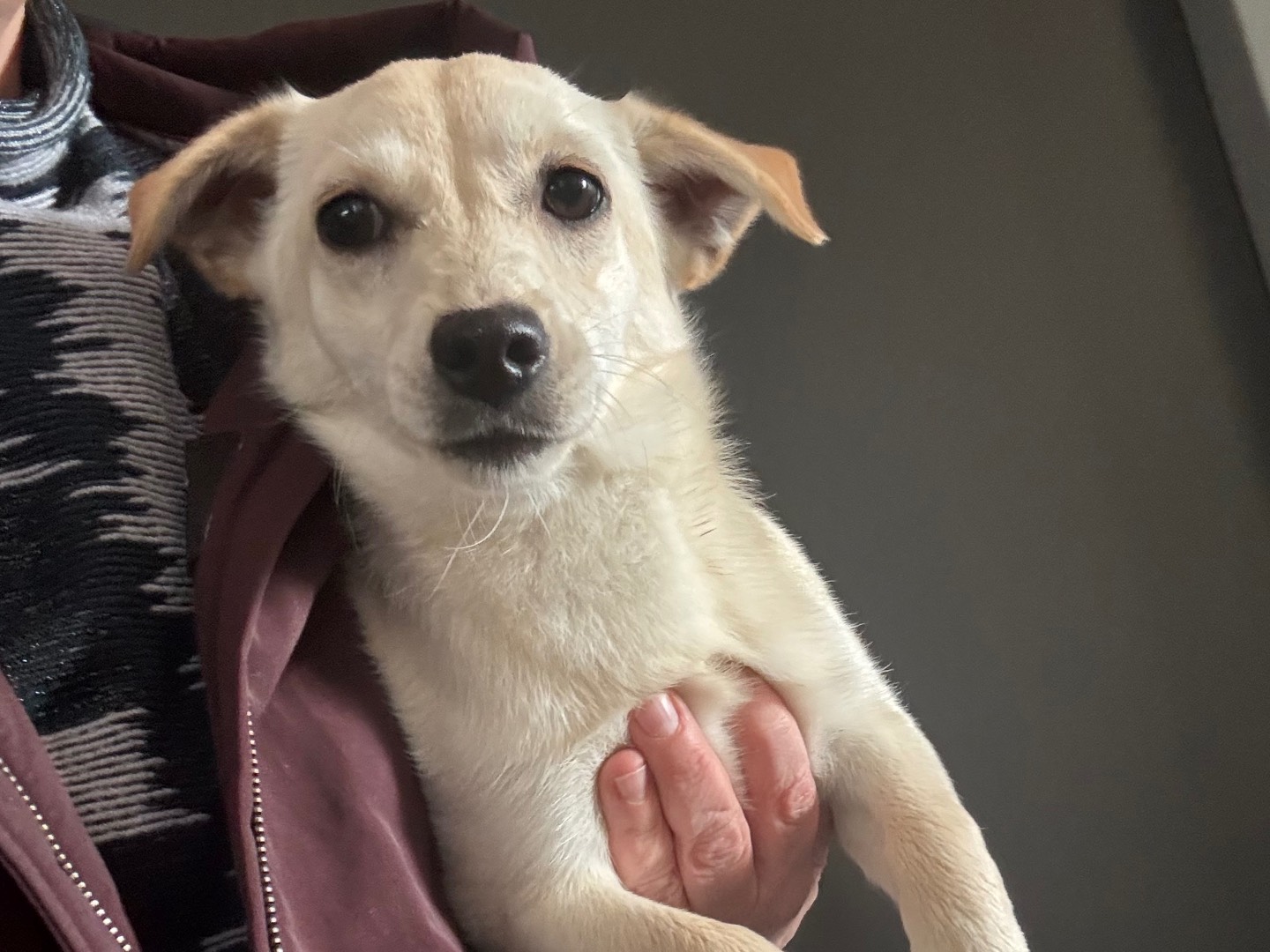 Adozione cane, femmina, Razza sconosciuta Razza sconosciuta, 1 anno e 1 mese, taglia piccola, Salerno