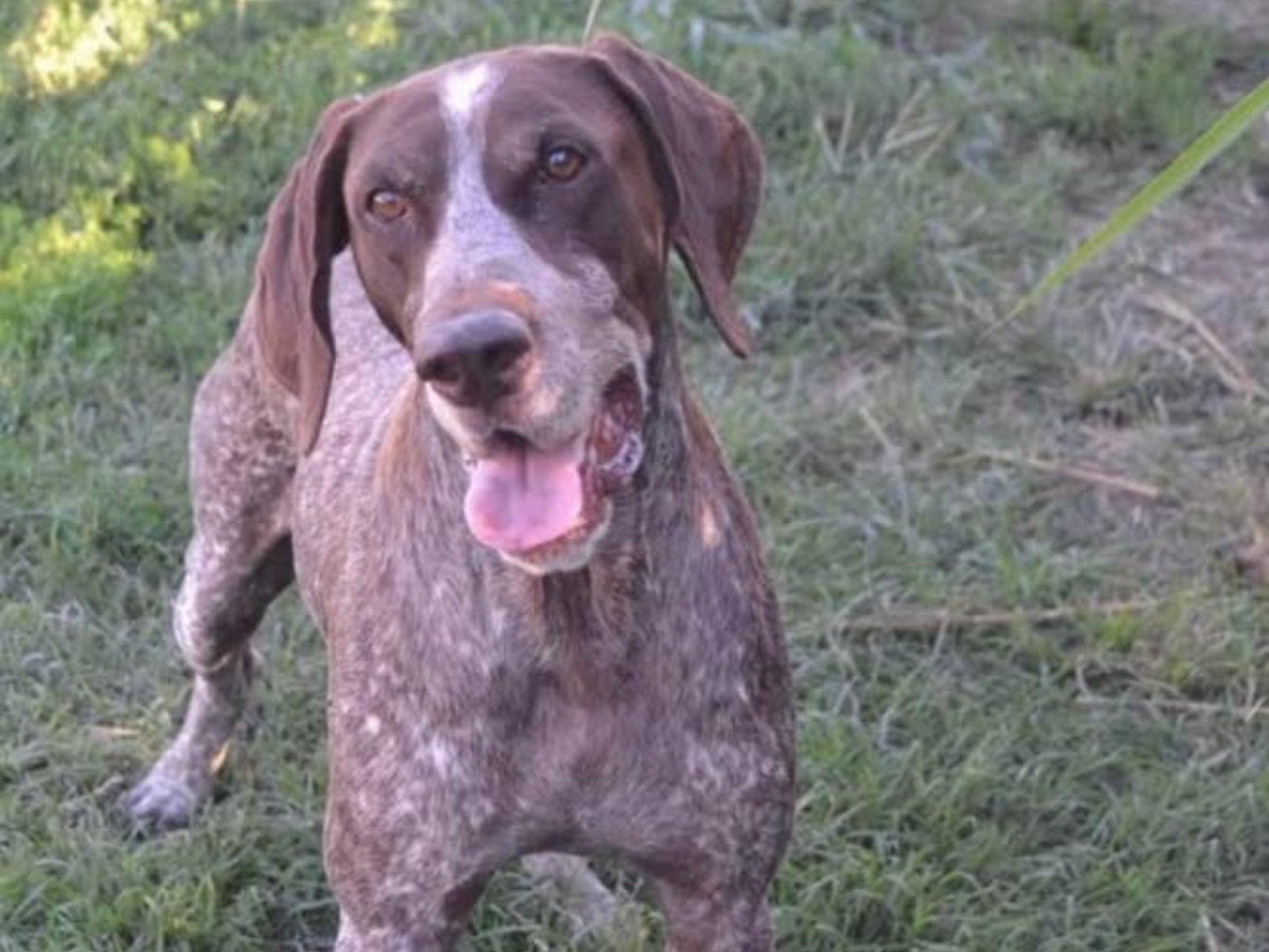 Adozione cane, maschio, Bracco Razza sconosciuta, 7 anni e 11 mesi, taglia grande, Milano