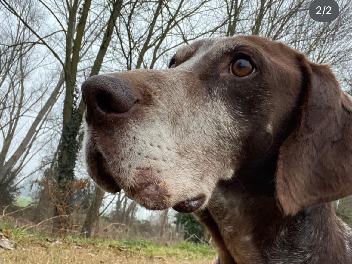 Adotta un cane, maschio, 7 anni e 11 mesi, Milano