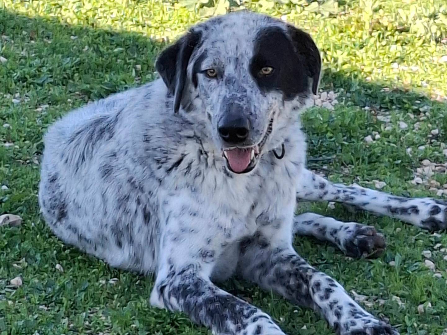 Adozione cane, maschio, Razza sconosciuta Razza sconosciuta, 4 anni e 11 mesi, taglia gigante, Milano