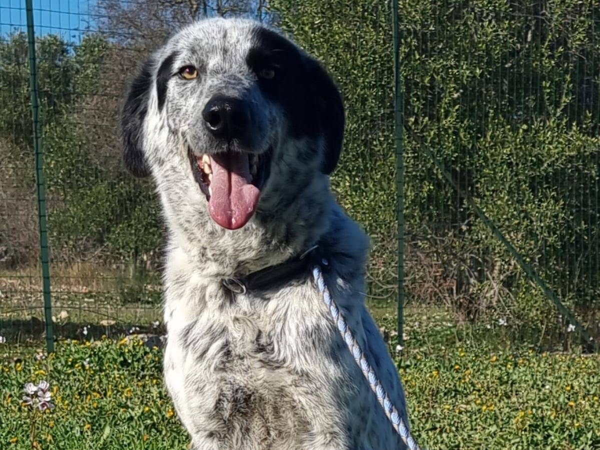 Vuoi adottare un cane a Milano?