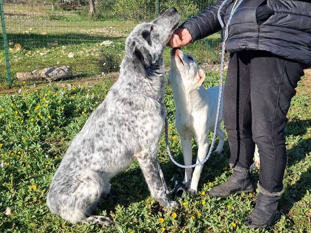 Adotta il cane FURIA a Milano