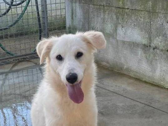 Adozione cane, femmina, Pastore maremmano Razza sconosciuta, 1 anno e 1 mese, taglia media contenuta, Caserta