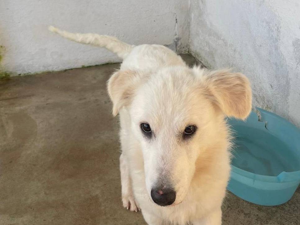 Adotta il cane ANASTASIA a Caserta