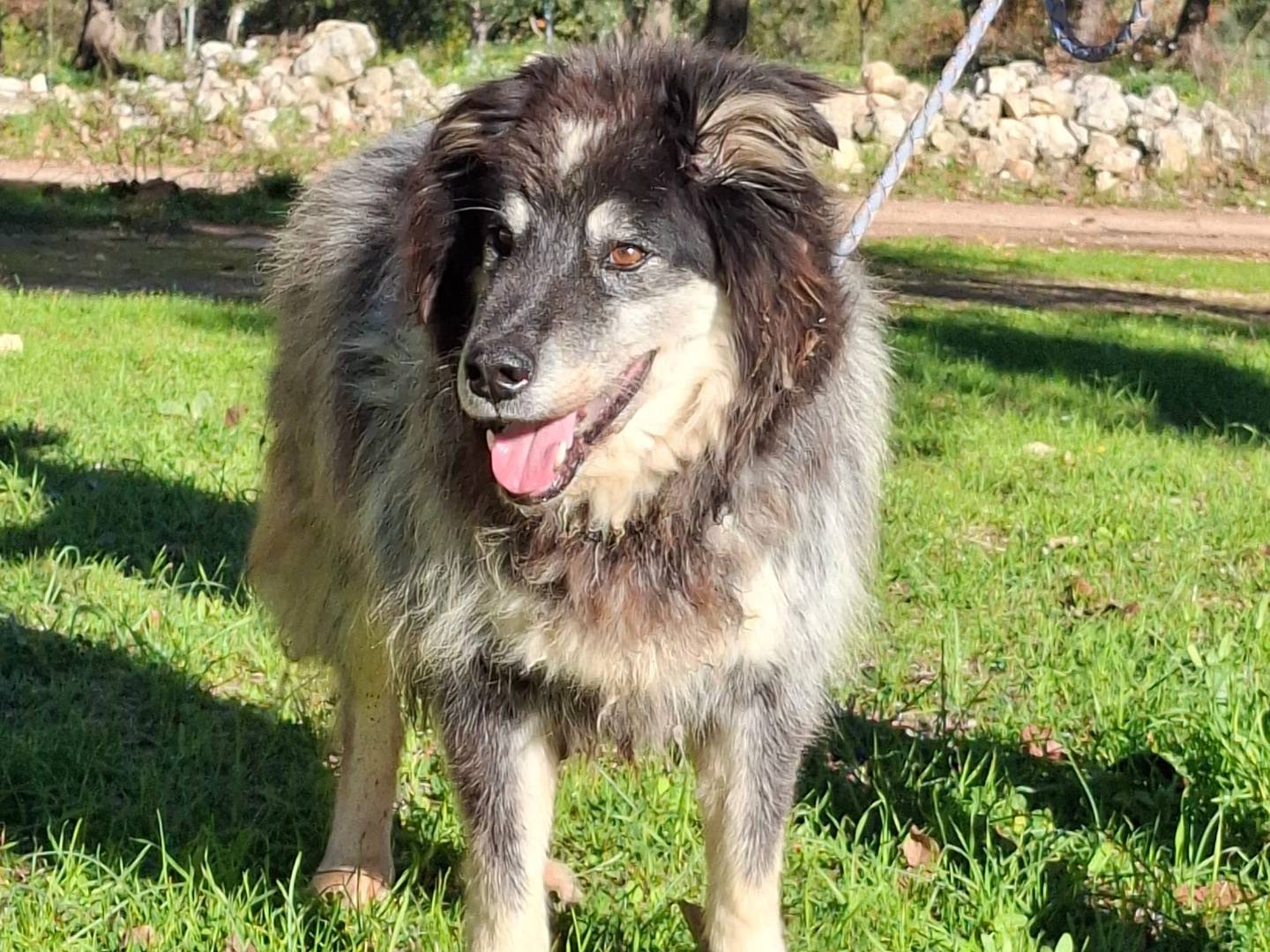 Adozione cane, maschio, Razza sconosciuta Razza sconosciuta, 9 anni e 11 mesi, taglia media, Milano