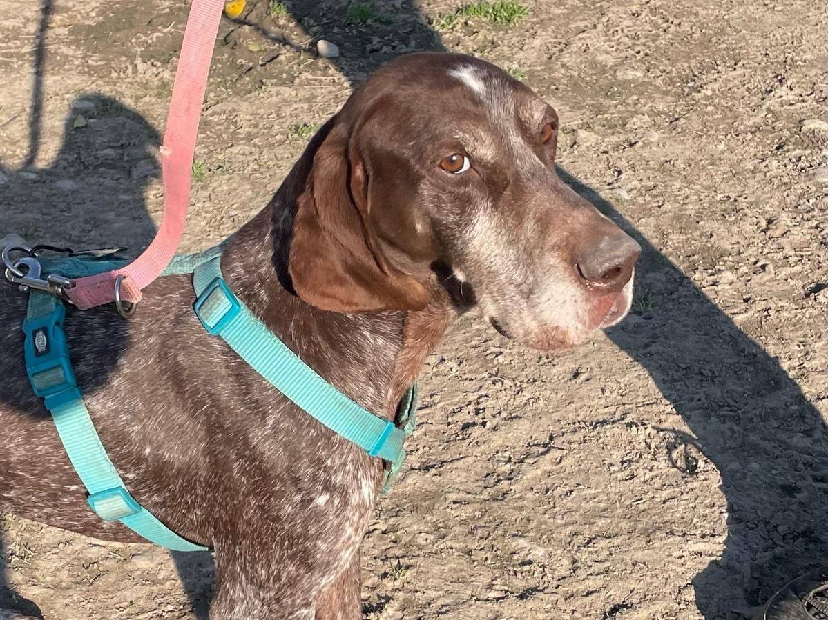 Adotta un cane, taglia grande, maschio, Milano