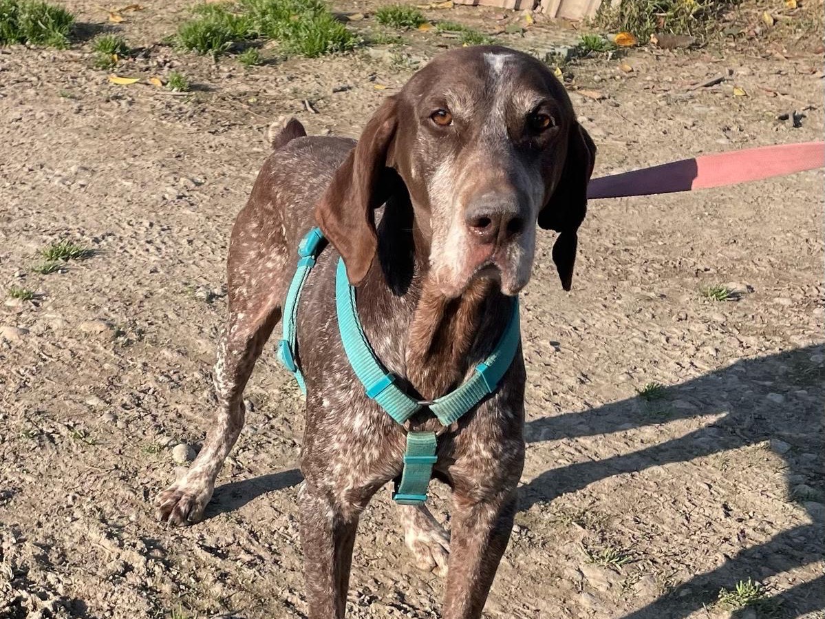 Vuoi adottare un cane a Milano?