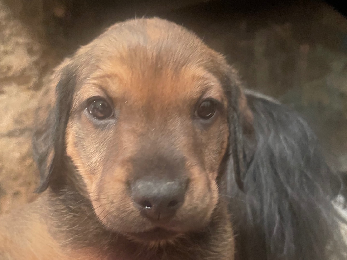Adotta un cane, maschio, 2 mesi, Roma