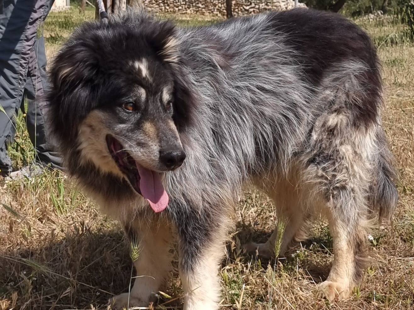 Vuoi adottare un cane a Milano?