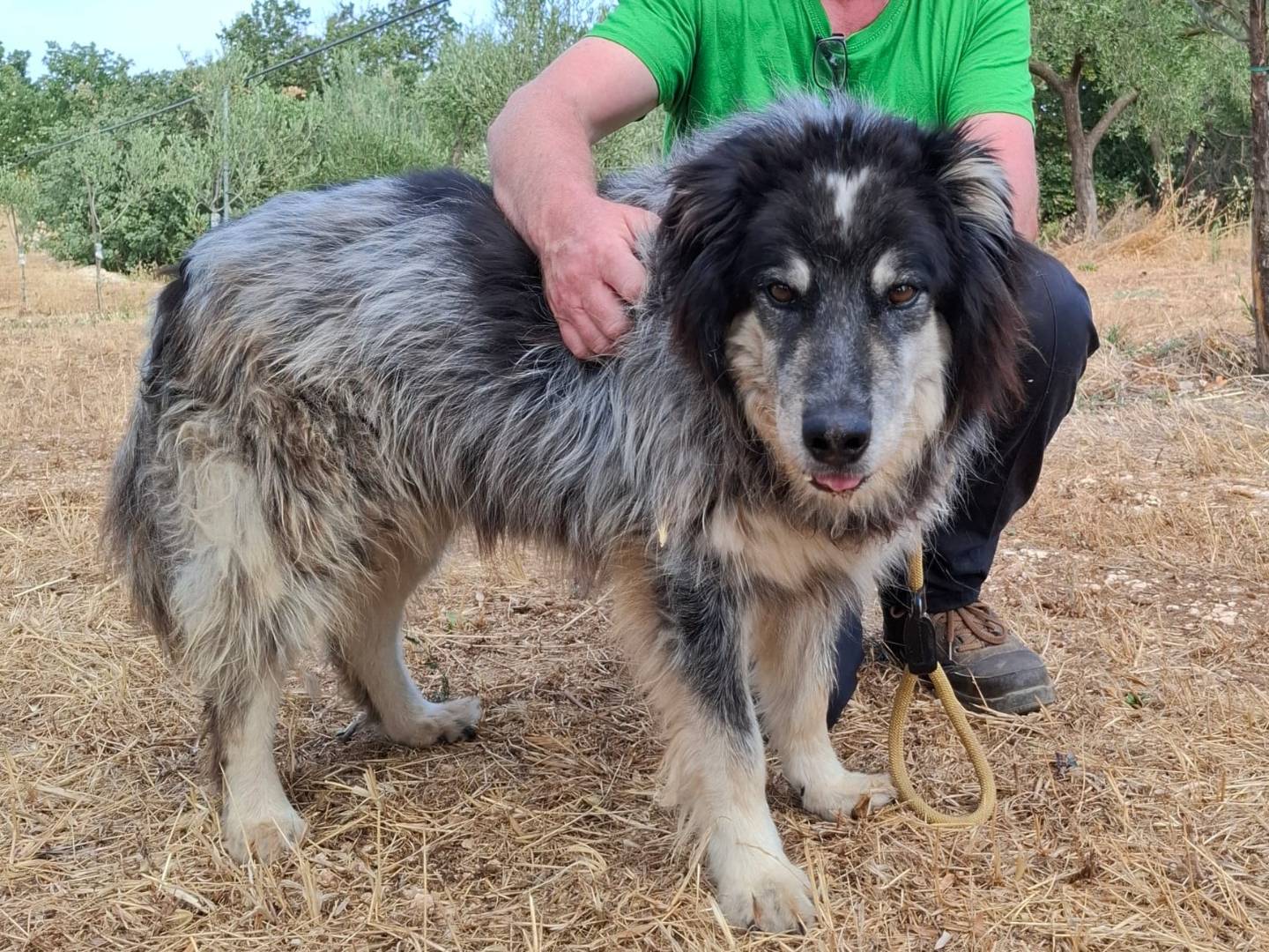 Adotta il cane NANDO a Milano