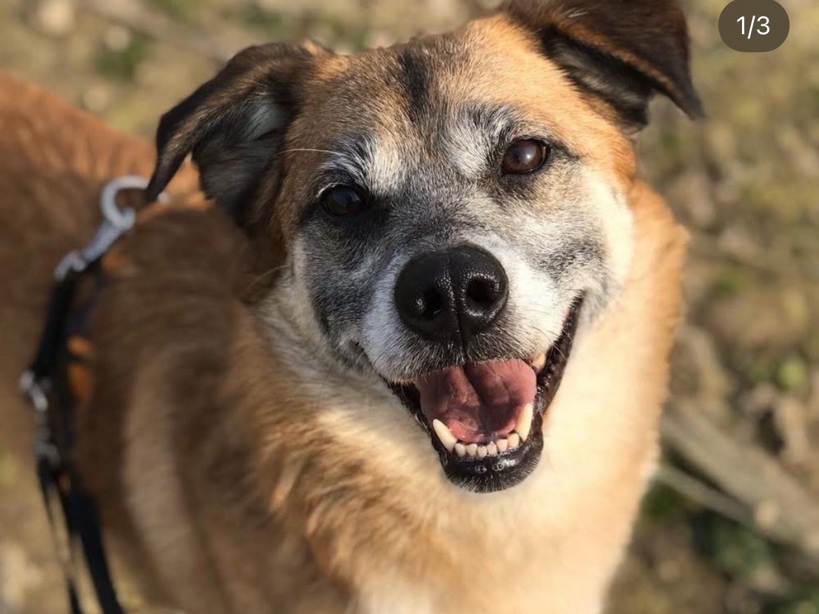 Adozione cane, maschio, Razza sconosciuta Razza sconosciuta, 9 anni e 11 mesi, taglia media, Milano