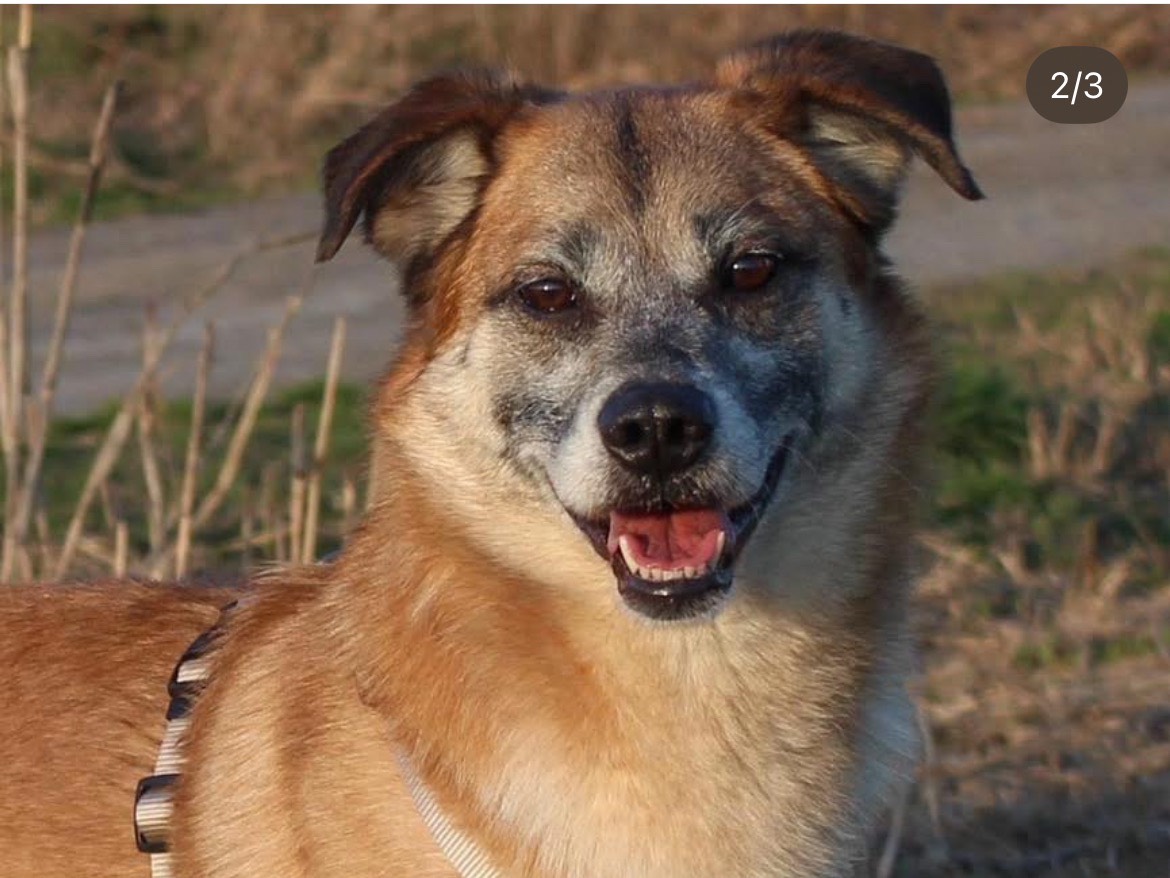 Adotta un cane, maschio, 9 anni e 11 mesi, Milano