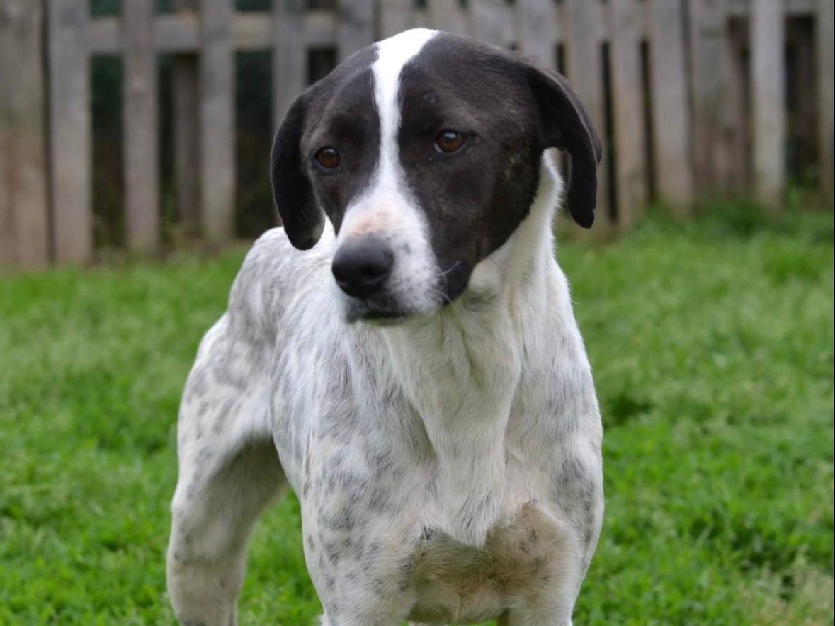 Adotta un cane, femmina, 5 anni e 10 mesi, Milano