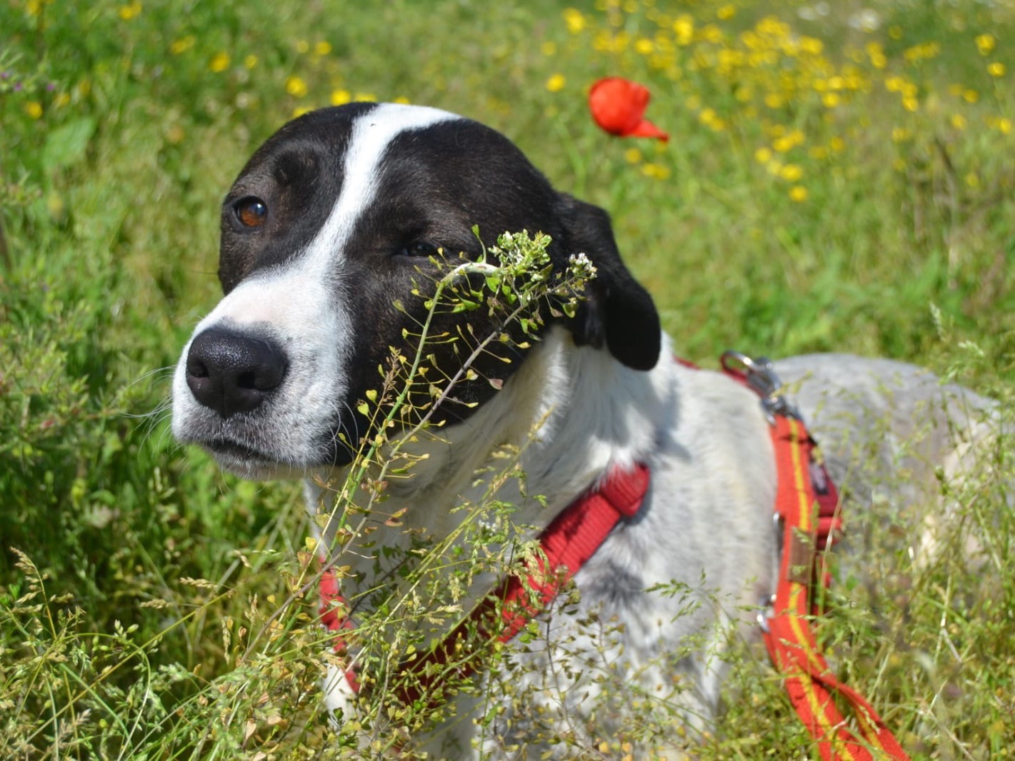 Adotta un cane, taglia media, femmina, Milano