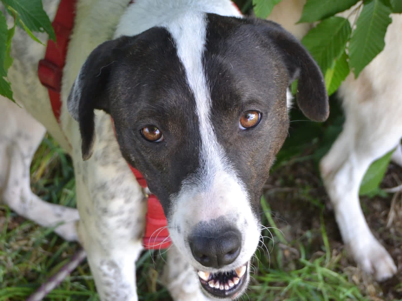 Vuoi adottare un cane a Milano?