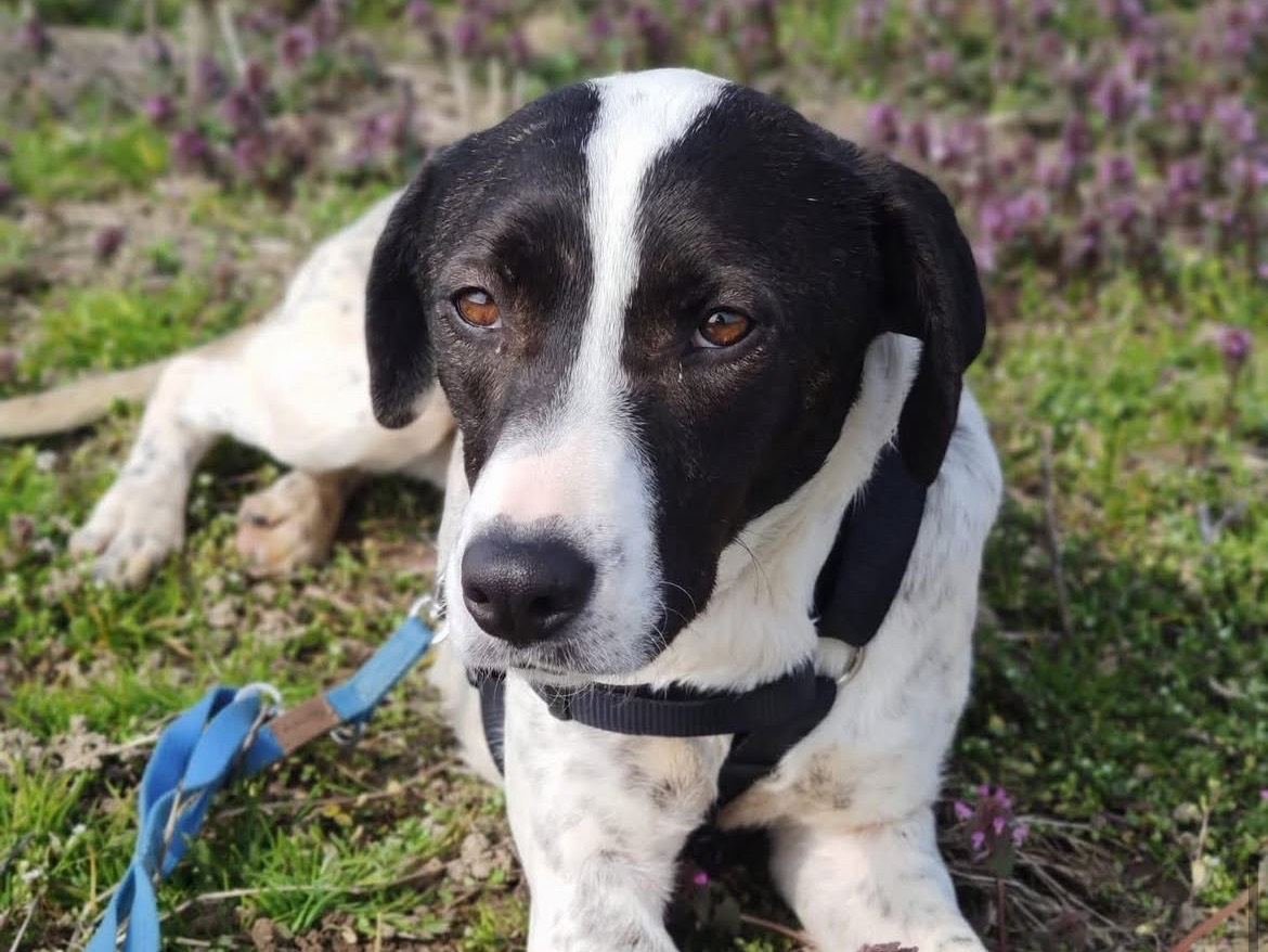 Adotta il cane Gretel  a Milano