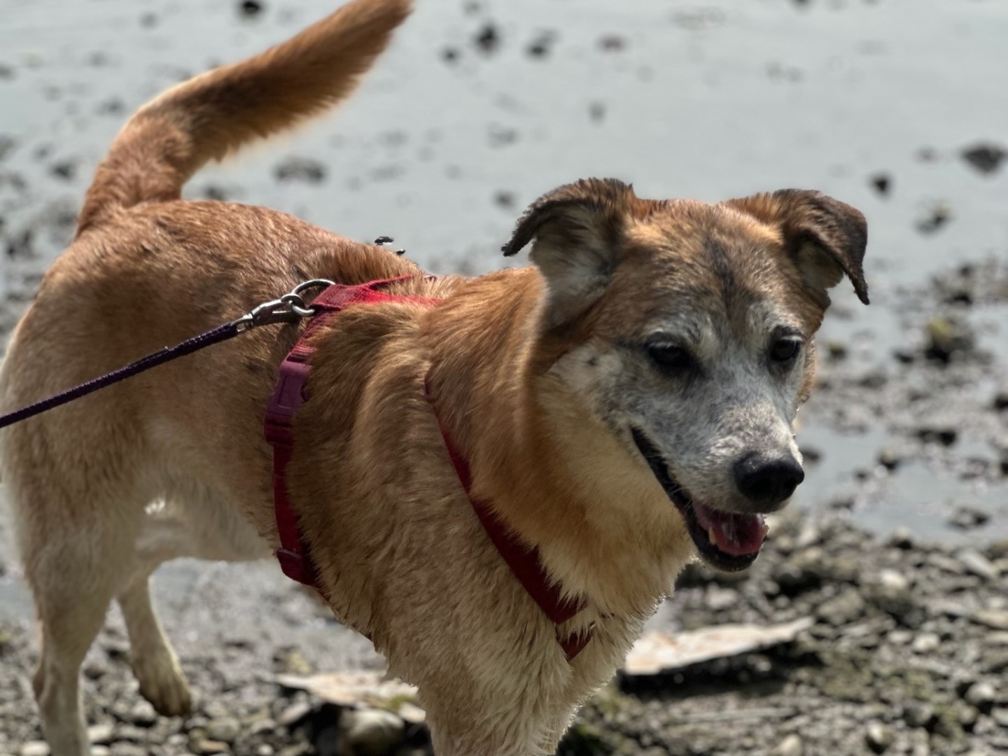 Vuoi adottare un cane a Milano?