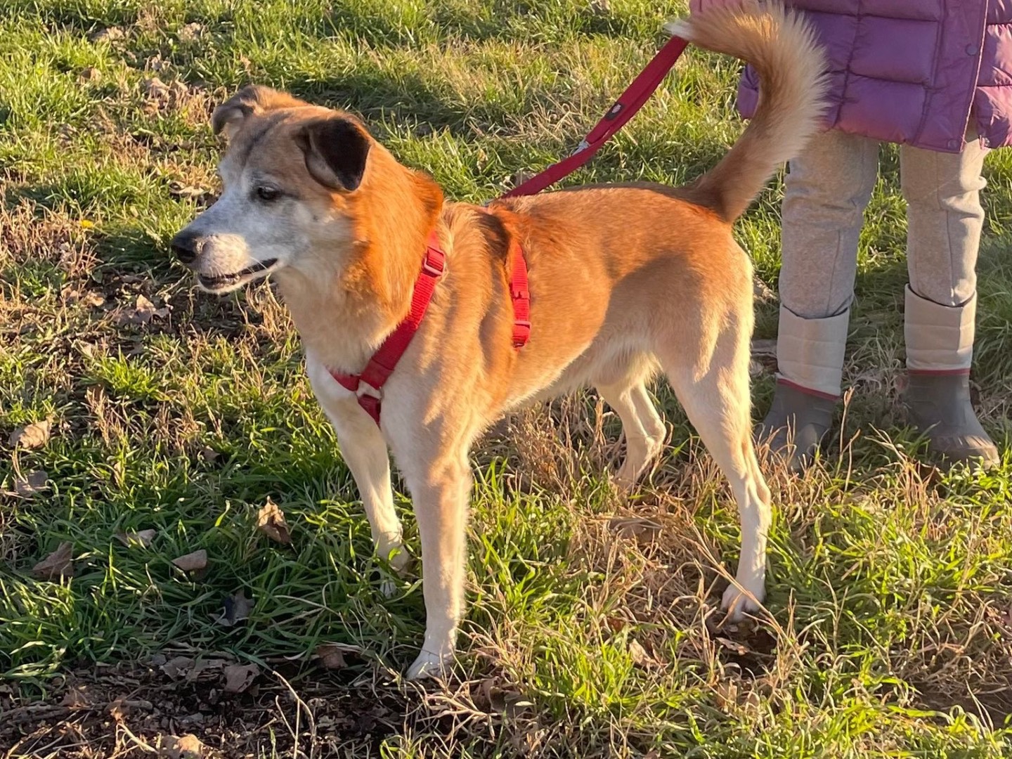 Adotta il cane Kirk  a Milano