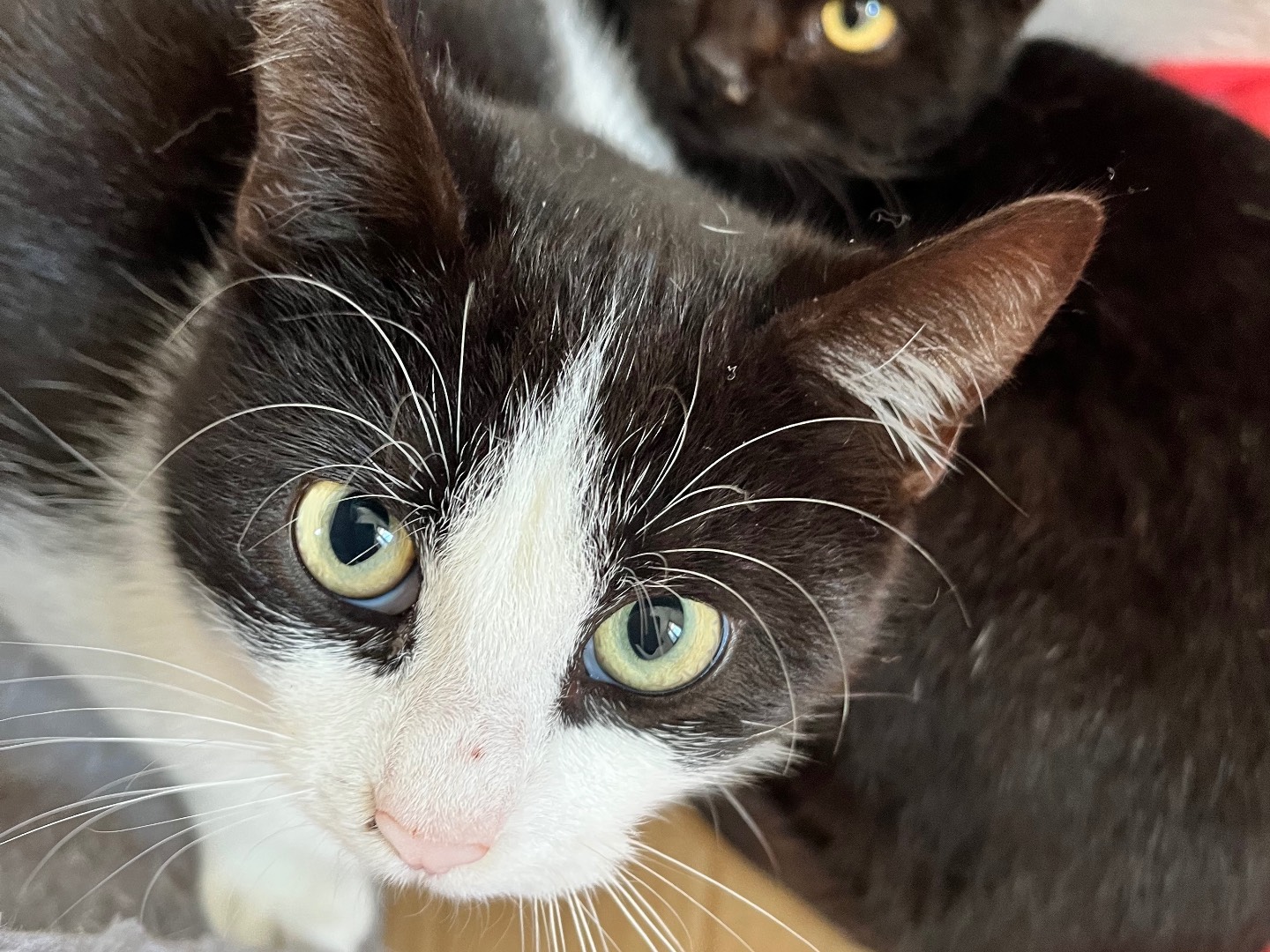 Adozione gatto, femmina, Razza sconosciuta Razza sconosciuta, 4 mesi, taglia non valida, Padova