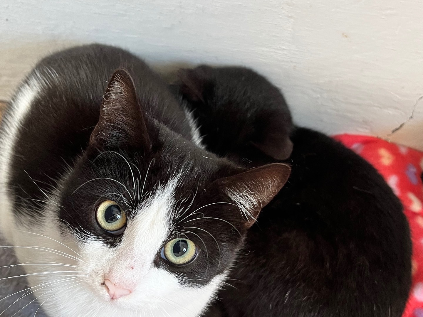 Adotta un gatto, femmina, 4 mesi, Padova