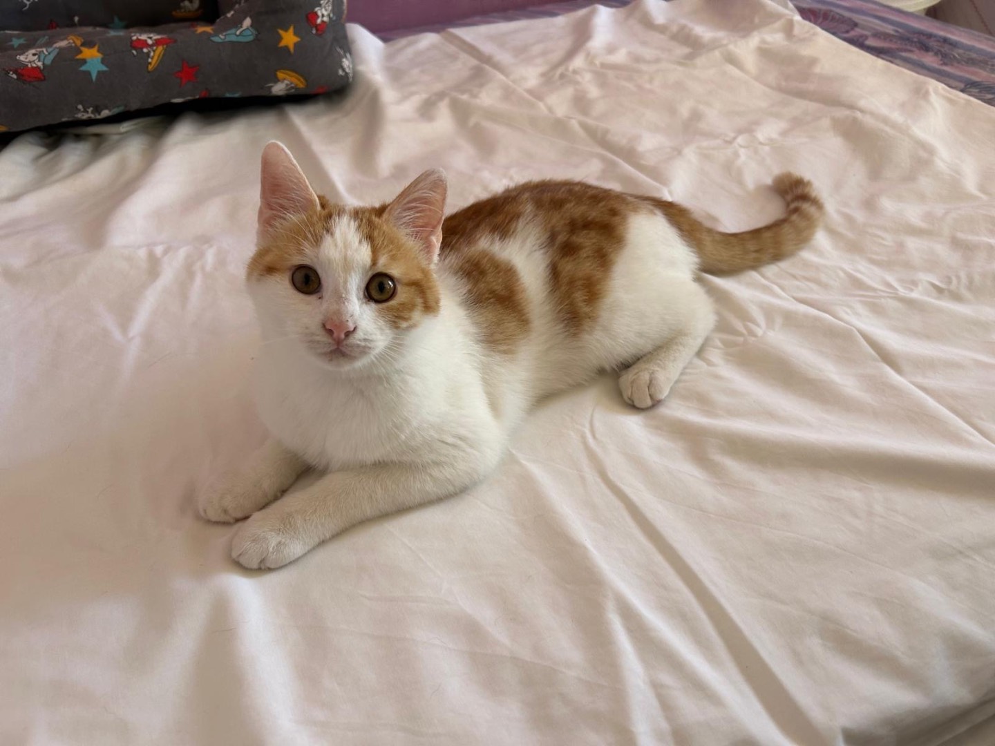 Adozione gatto, maschio, Razza sconosciuta Razza sconosciuta, 5 mesi, taglia non valida, Agrigento