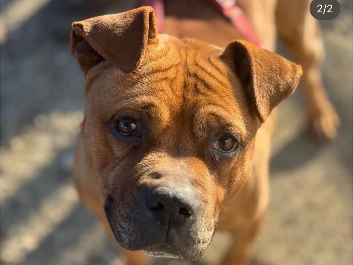 Adozione cane, maschio, Razza sconosciuta Razza sconosciuta, 9 anni e 11 mesi, taglia media, Milano