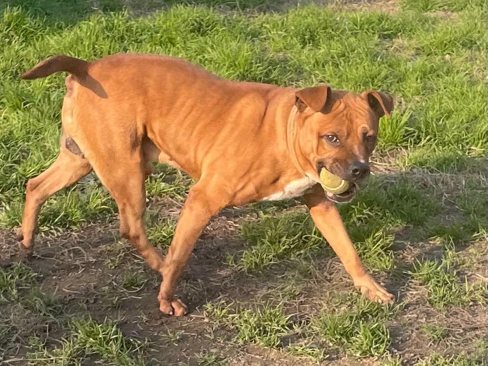 Adotta un cane, taglia media, maschio, Milano
