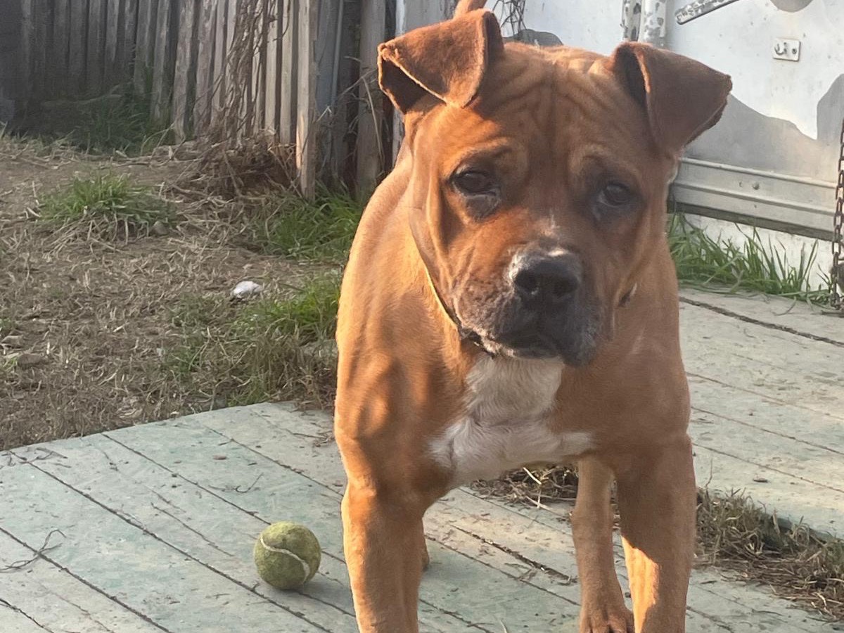 Vuoi adottare un cane a Milano?