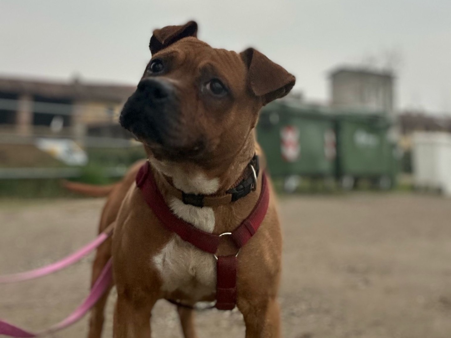 Adotta il cane Walid  a Milano