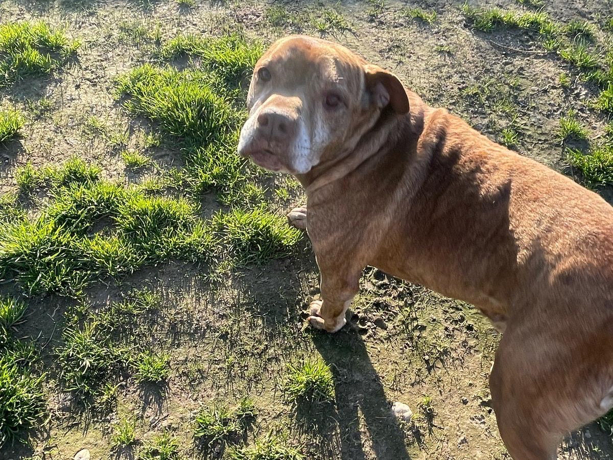 Adozione cane, maschio, Pitbull Razza sconosciuta, 10 anni, taglia media, Milano
