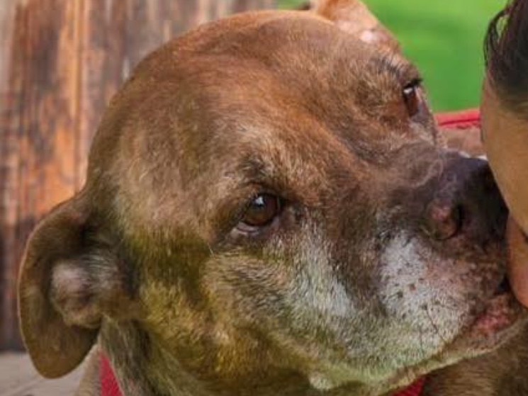 Adotta un cane, maschio, 10 anni, Milano