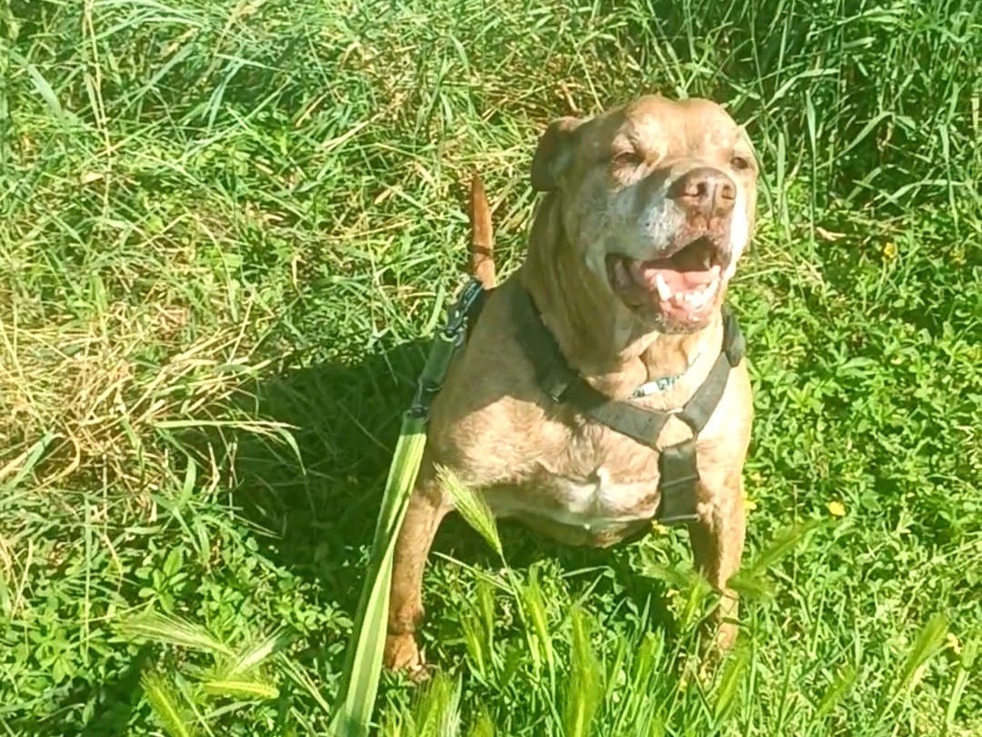 Adotta un cane, taglia media, maschio, Milano