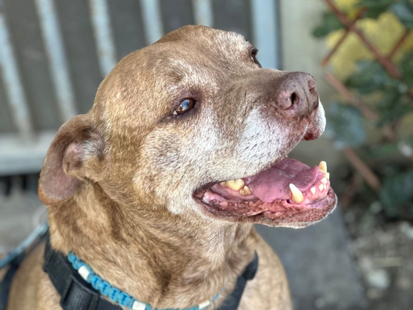 Vuoi adottare un cane a Milano?