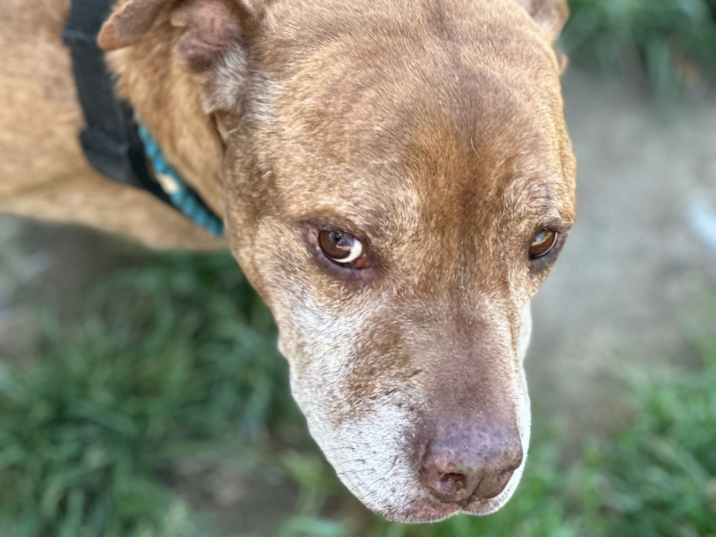 Adotta il cane Buddy  a Milano