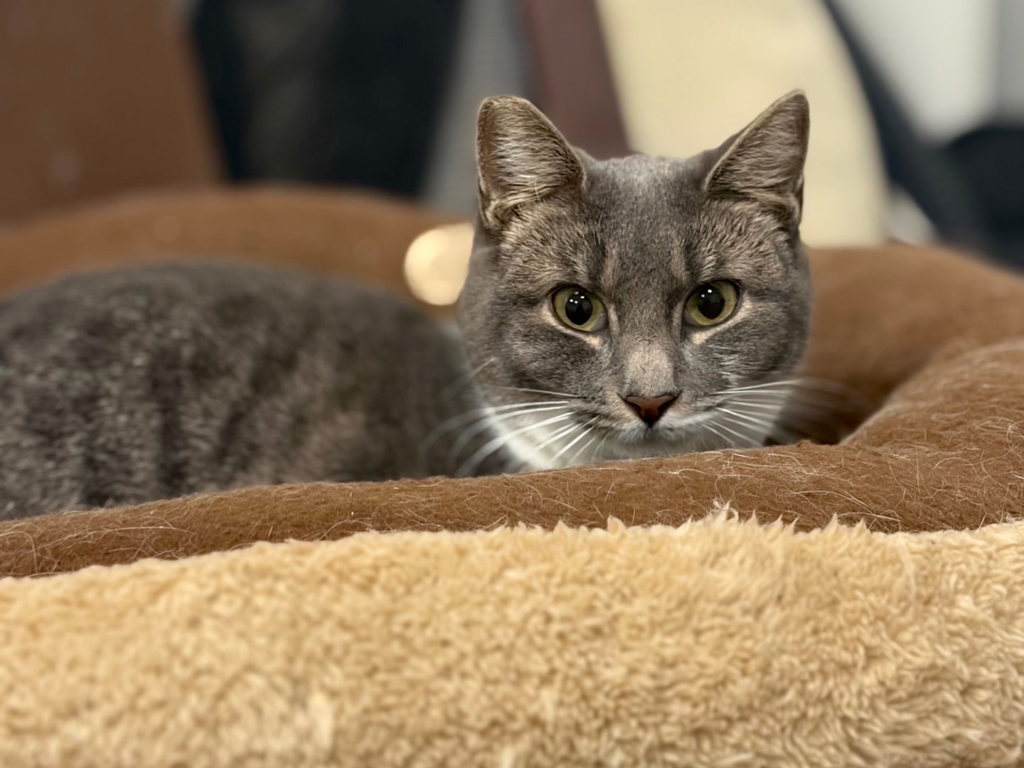 Adozione gatto, femmina, Razza sconosciuta Razza sconosciuta, 1 anno, taglia non valida, Roma