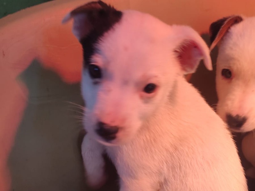 Adozione cane, femmina, Razza sconosciuta Razza sconosciuta, 2 mesi, taglia piccola, Avellino