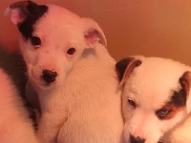 Adotta un cane, femmina, 2 mesi, Avellino