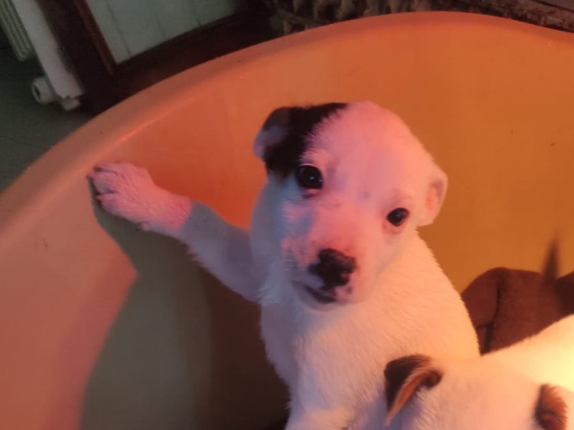 Adotta un cane, taglia piccola, femmina, Avellino