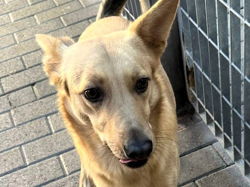 Vuoi adottare un cane a Milano?