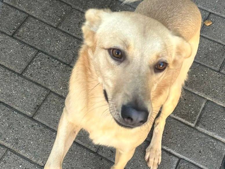 Adotta il cane MANUEL a Milano