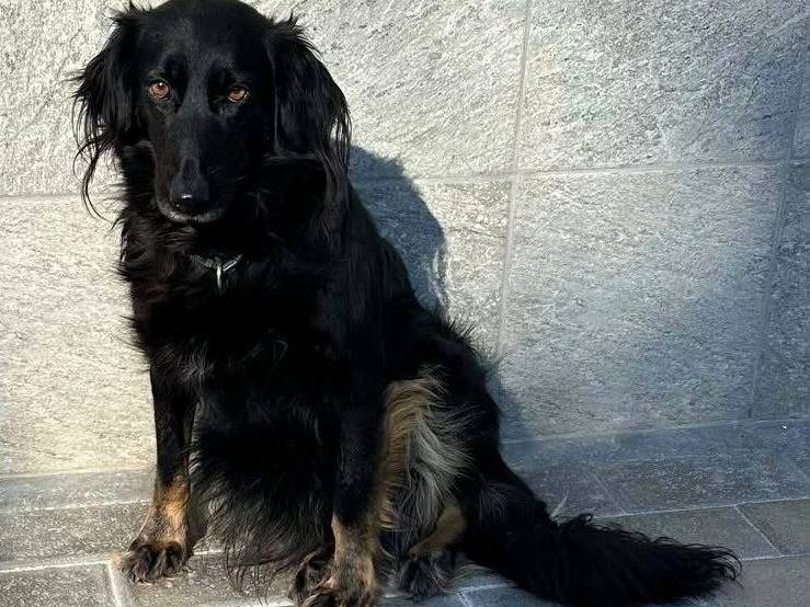 Adozione cane, femmina, Razza sconosciuta Razza sconosciuta, 7 anni e 11 mesi, taglia media, Milano