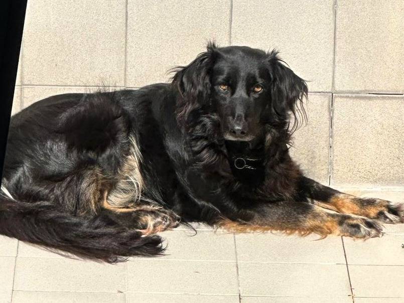 Vuoi adottare un cane a Milano?