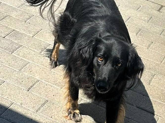 Adotta il cane SELVAGGIA a Milano