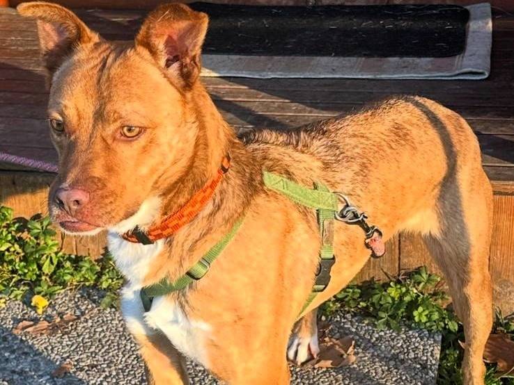 Adozione cane, maschio, Razza sconosciuta Razza sconosciuta, 3 anni e 11 mesi, taglia media, Milano