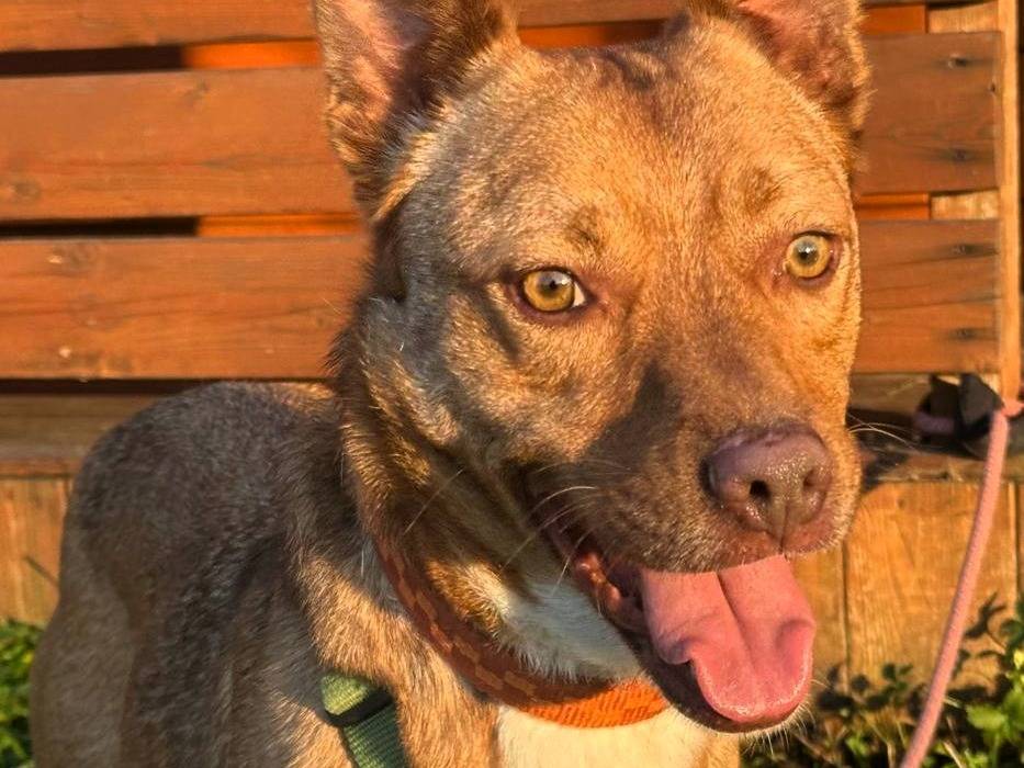 Adotta un cane, maschio, 3 anni e 11 mesi, Milano